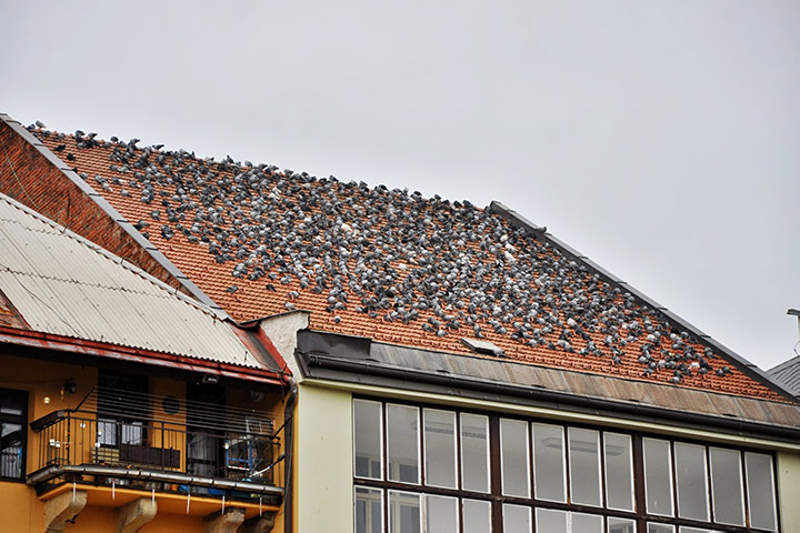 A2B Pest Control are able to install spikes to deter birds from roofs in South Kensington. 