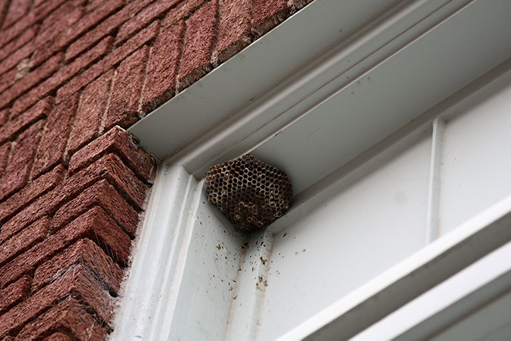 We provide a wasp nest removal service for domestic and commercial properties in South Kensington.
